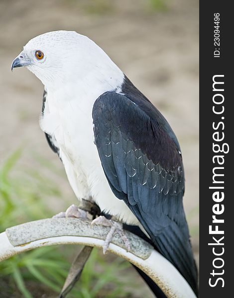 Portrait of a Sparrow-tailed Kite. Portrait of a Sparrow-tailed Kite.