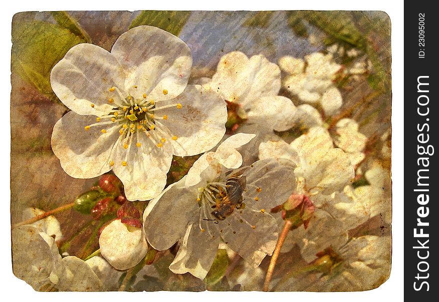 Old postcard with a few cherry blossoms. Old postcard, design in grunge and retro style