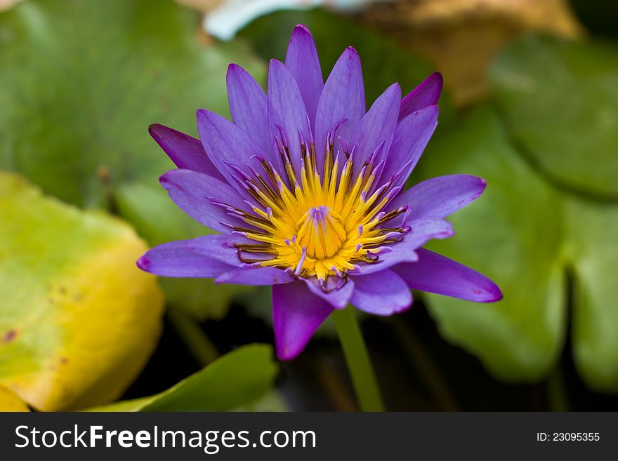 Purple lotus flower blossoming. à¹ƒà¸«à¸¡à¹ˆ! à¸„à¸¥à¸´à¸à¸—à¸µà¹ˆà¸„à¸³à¸”à¹‰à¸²à¸™à¸šà¸™à¹€à¸žà¸·à¹ˆà¸­à¸”à¸¹à¸„à¸³à¹à¸›à¸¥à¸­à¸·à¹ˆà¸™ à¸›à¸´à¸” à¹ƒà¸«à¸¡à¹ˆ! à¸„à¸¥à¸´à¸à¸—à¸µà¹ˆà¸„à¸³à¸”à¹‰à¸²à¸™à¸šà¸™à¹€à¸žà¸·à¹ˆà¸­à¸”à¸¹à¸„à¸³à¹à¸›à¸¥à¸­à¸·à¹ˆà¸™ à¸›à¸´à¸”. Purple lotus flower blossoming. à¹ƒà¸«à¸¡à¹ˆ! à¸„à¸¥à¸´à¸à¸—à¸µà¹ˆà¸„à¸³à¸”à¹‰à¸²à¸™à¸šà¸™à¹€à¸žà¸·à¹ˆà¸­à¸”à¸¹à¸„à¸³à¹à¸›à¸¥à¸­à¸·à¹ˆà¸™ à¸›à¸´à¸” à¹ƒà¸«à¸¡à¹ˆ! à¸„à¸¥à¸´à¸à¸—à¸µà¹ˆà¸„à¸³à¸”à¹‰à¸²à¸™à¸šà¸™à¹€à¸žà¸·à¹ˆà¸­à¸”à¸¹à¸„à¸³à¹à¸›à¸¥à¸­à¸·à¹ˆà¸™ à¸›à¸´à¸”