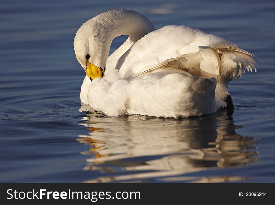 A Whooper Swan,Cygnus cygnus,preening on water
