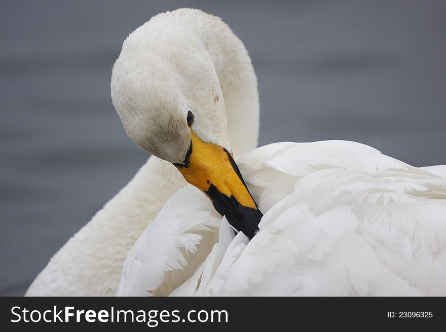 A Whooper Swan,Cygnus cygnus,preening on water