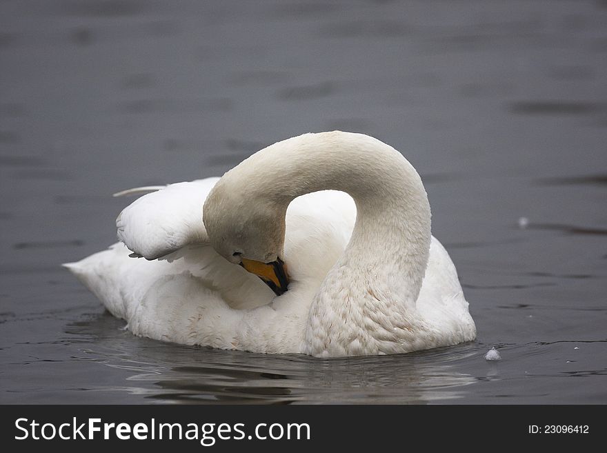 Whooper Swan