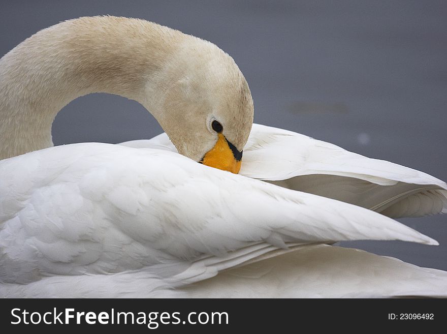 A Whooper Swan,Cygnus cygnus,with its neck and head between its wings