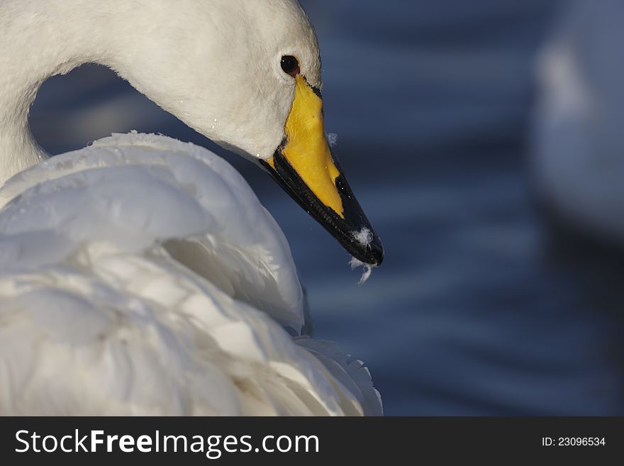 Aclose up of a Whooper Swan,showing feathers on its beak after preening,