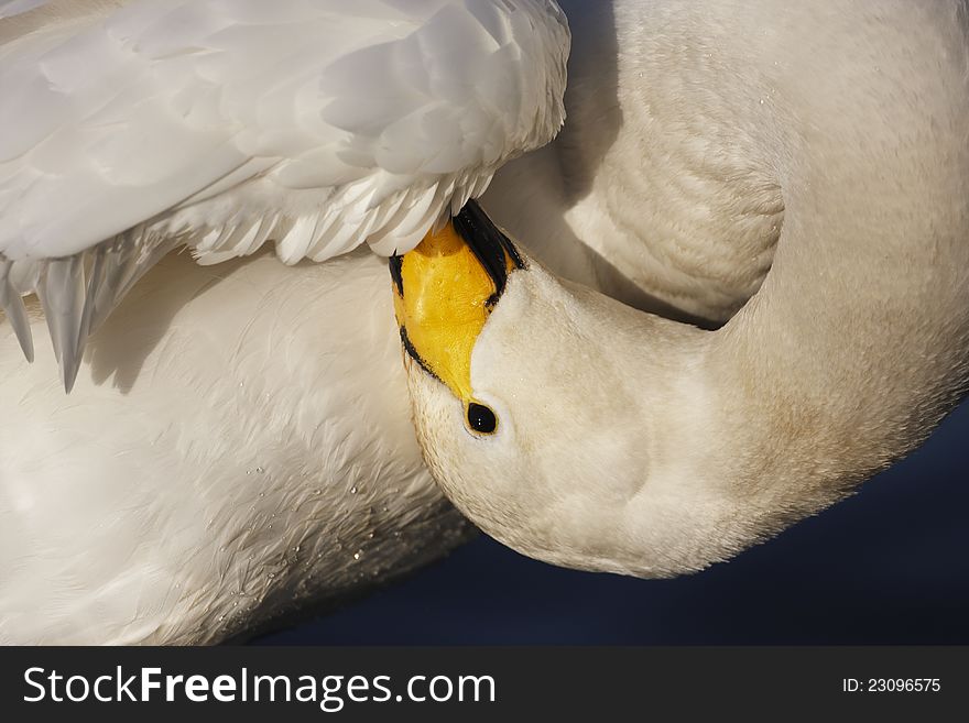 A Whooper Swan,Cygnus cygnus,preening under its wing,