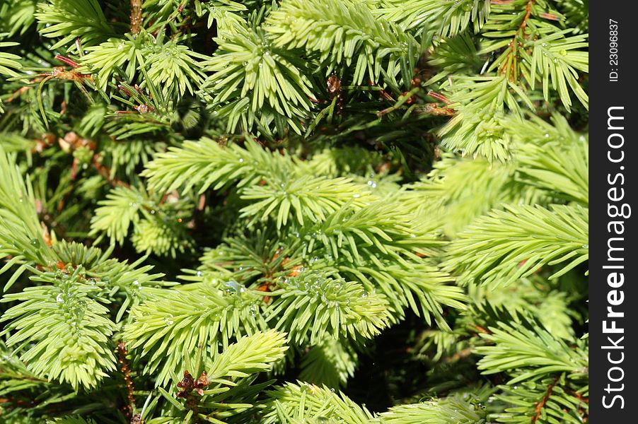 Seamless background with green fir tree branches with drops of dew. Seamless background with green fir tree branches with drops of dew