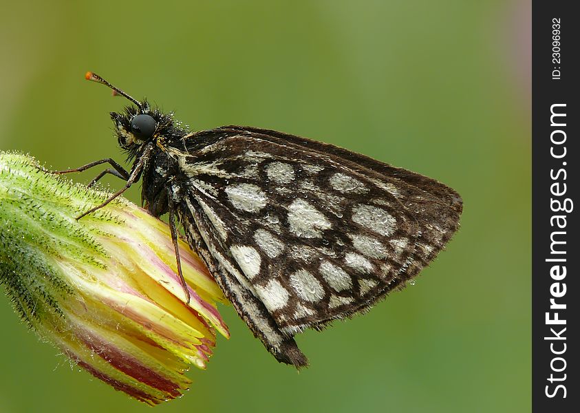 Morning. Dew. Large chequered skipper oa a flower. Morning. Dew. Large chequered skipper oa a flower.