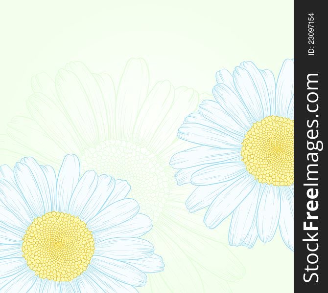 Vector illustration with daisies for greeting card. Vector illustration with daisies for greeting card.