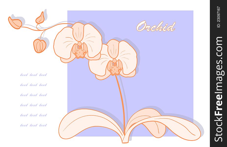 Vector illustration with orchid for greeting card. Vector illustration with orchid for greeting card.