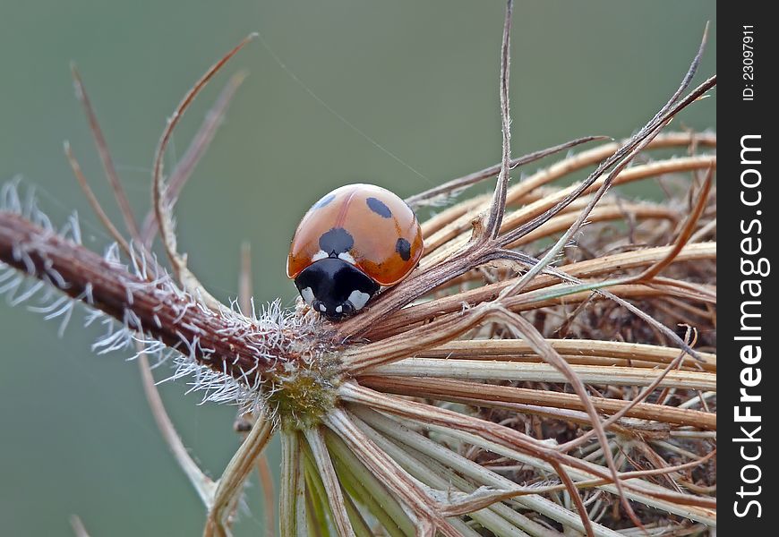 Beautyful ladybug on a colored leaf. Beautyful ladybug on a colored leaf.