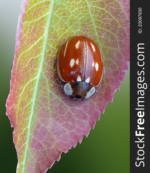 Beautyful ladybug on a colored leaf. Beautyful ladybug on a colored leaf.