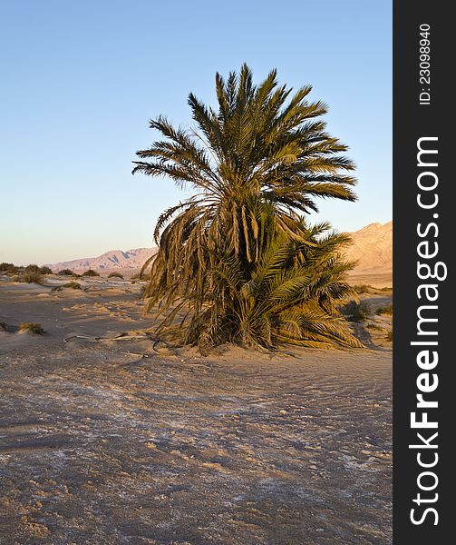 Dunes And Palms In The Arava Valley, Israel