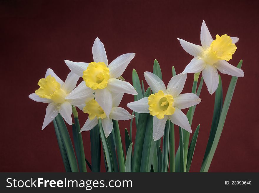 Narcissus on a dark-red background, gift card