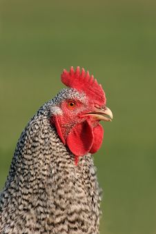 Maran Cockerel Royalty Free Stock Photo Maran Cockerel Royalty Free Stock Photo