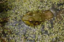 Frog Resting In Duckweed Stock Images