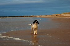 English Springer At The Beach Stock Photos English Springer At The Beach Stock Photos