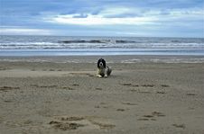 English Springer At The Beach Royalty Free Stock Image English Springer At The Beach Royalty Free Stock Image