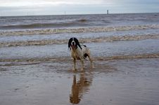 English Springer At The Beach Royalty Free Stock Images English Springer At The Beach Royalty Free Stock Images