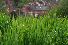 Sunny Green Grass Royalty Free Stock Images Sunny Green Grass Royalty Free Stock Images