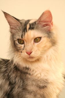 Cat S Portrait Stock Photo