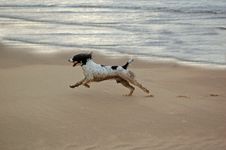 English Springer At The Beach Stock Photo English Springer At The Beach Stock Photo