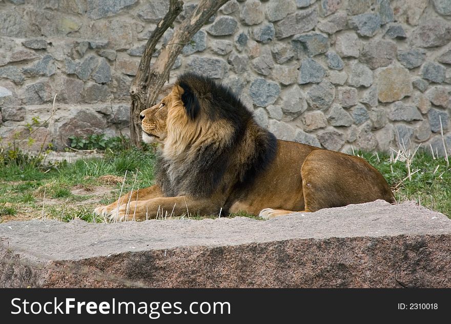 Lion