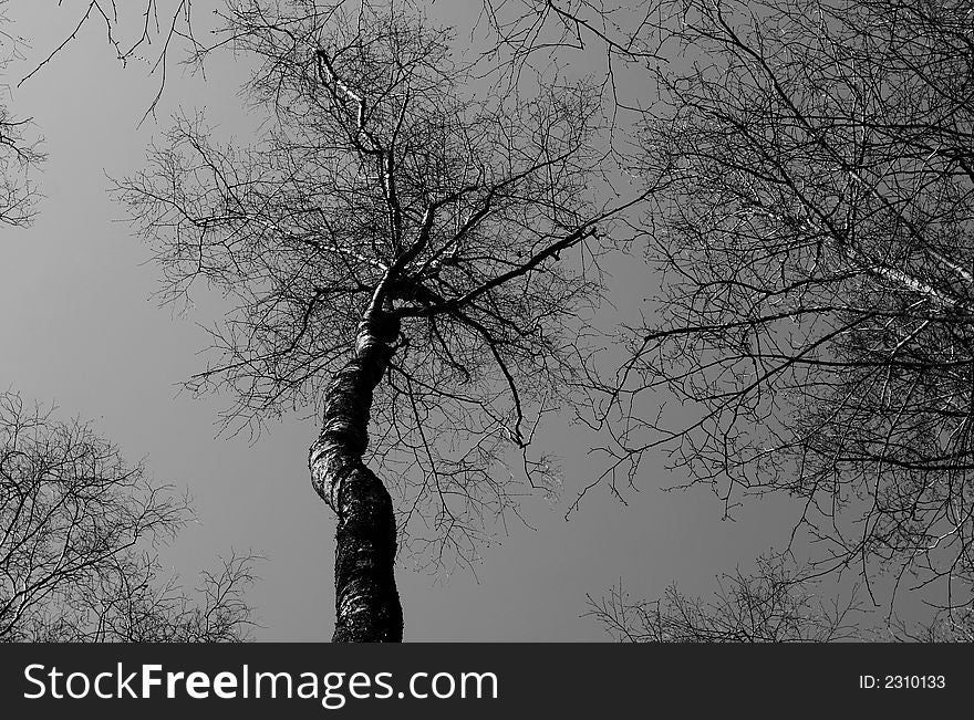 Black and white tree silhouette against the sky