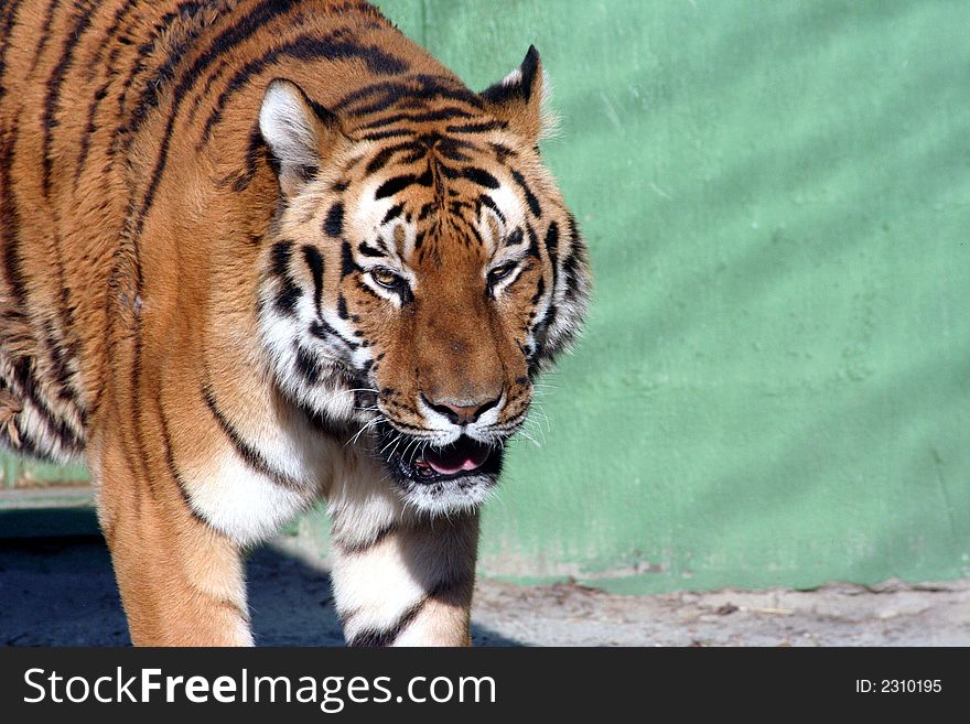Tiger close up in Zagreb zoo, Croatia
