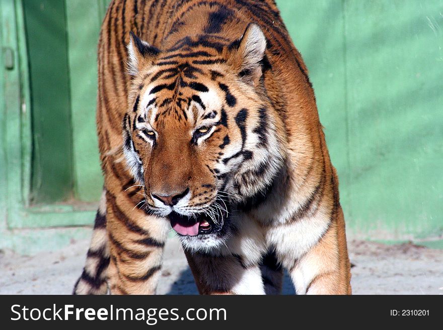 Tiger close up in Zagreb zoo, Croatia