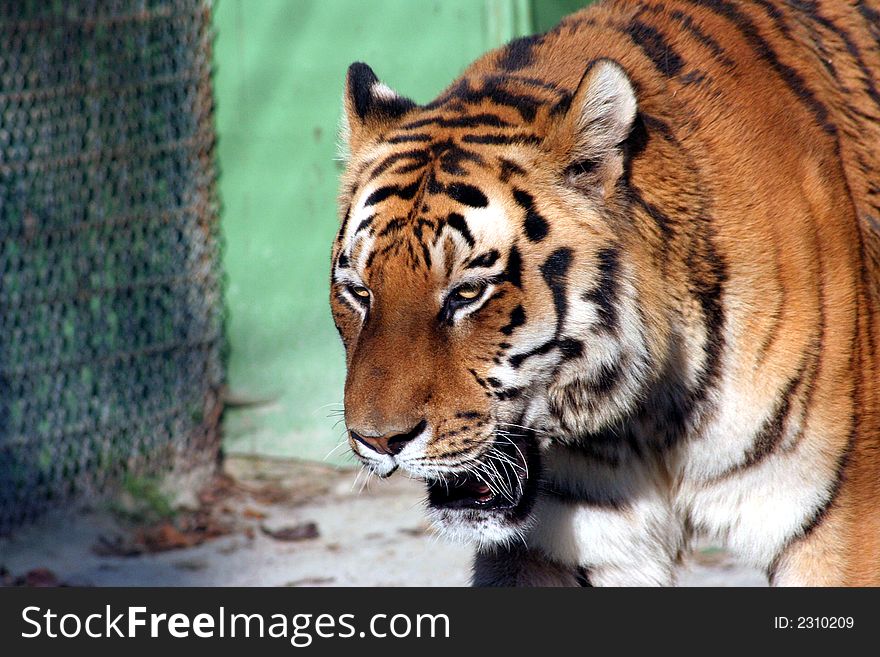 Tiger close up in Zagreb zoo, Croatia