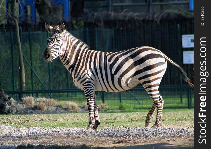 Zebra portrait in Zagreb zoo park, Croatia