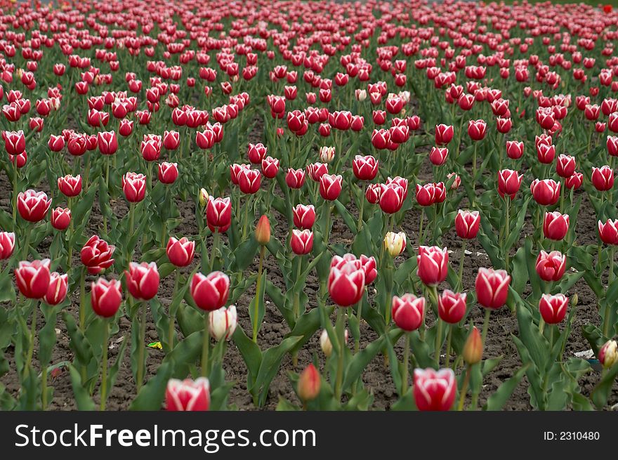An image with red tulips field. An image with red tulips field