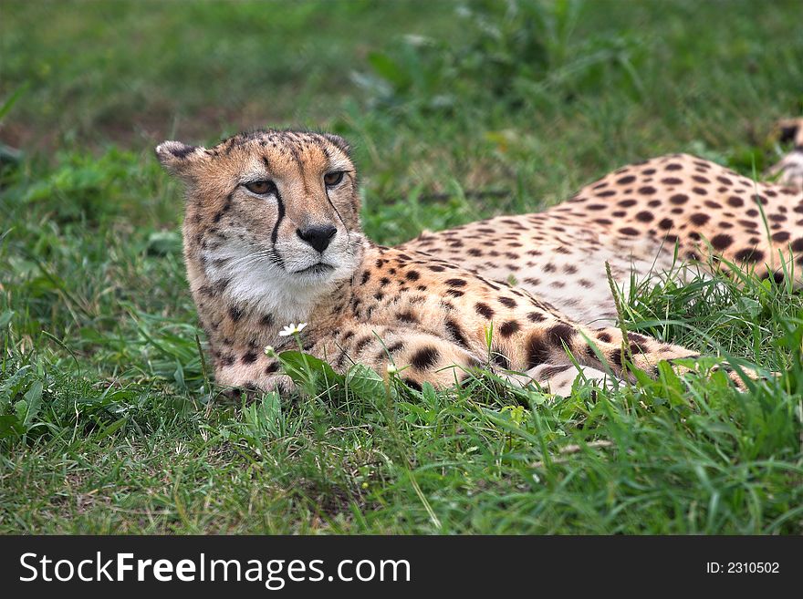 Cheetah in translation  cat - dog . Cheetahs in a Moscow zoo, has a rest on a grass and looks at the visitors of a zoo.