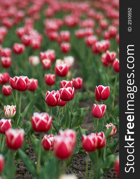 An image with red tulips field. An image with red tulips field