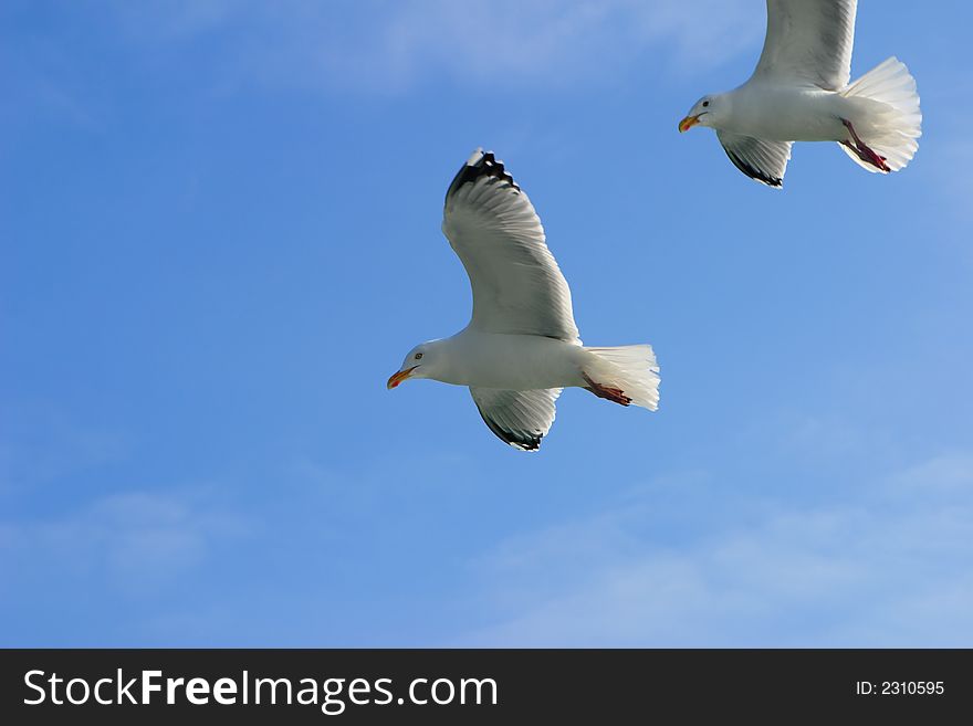 Two seagulls on a background of the sky. Two seagulls on a background of the sky