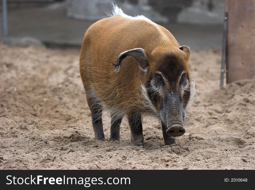 Bush pig (Red river hog Potamochoerus porcus). Lives in Africa in woods on coast of the rivers, on plains and mountains. At the night are active, in the afternoon have a rest. Moscow zoo.