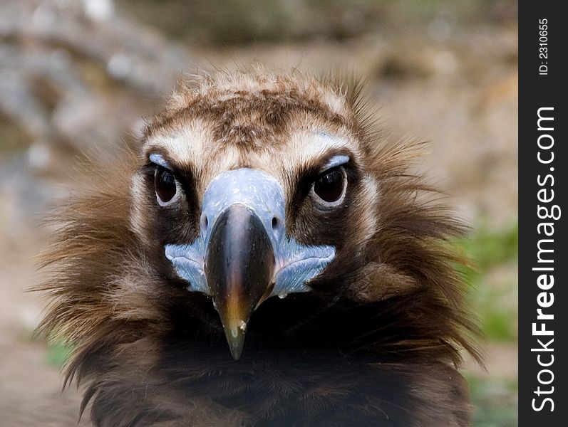 Vulture