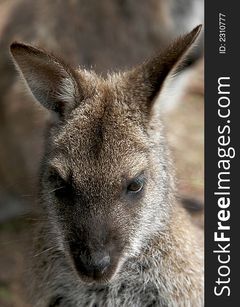 Close up of an alert Australian wallaby. Close up of an alert Australian wallaby