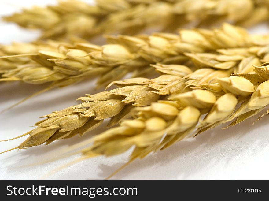 Wheat yellow ears isolated on white. Wheat yellow ears isolated on white