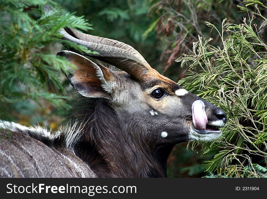 A bushbuck with it's tongue showing. A bushbuck with it's tongue showing