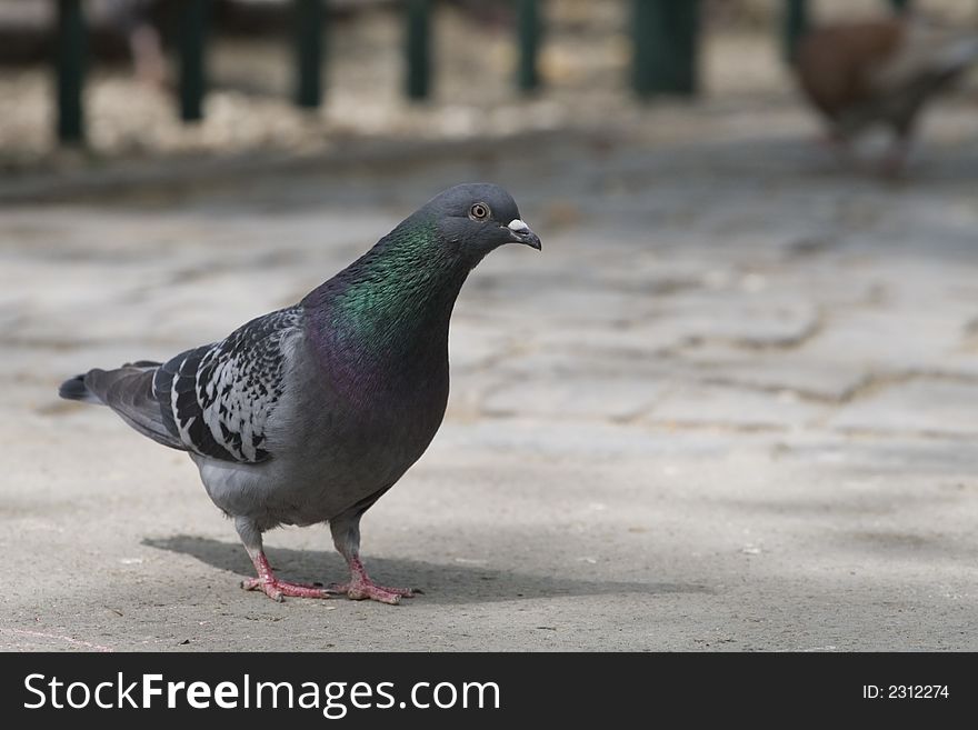 Colorful curious pigeon close-up