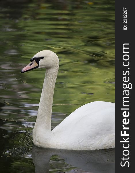 Elegant pure white swan on green lake. Elegant pure white swan on green lake