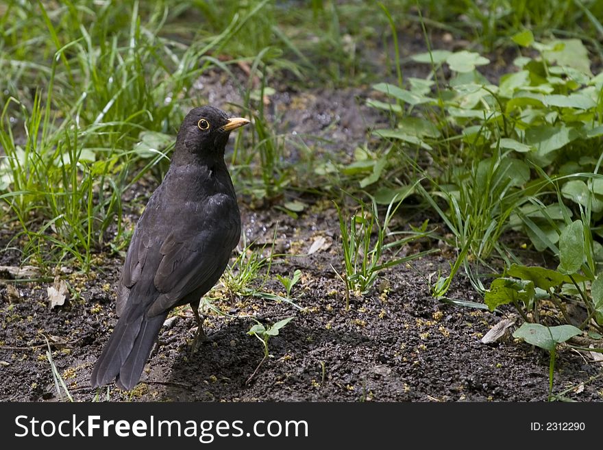 Cute starling bird close-up outdoor. Cute starling bird close-up outdoor