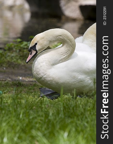 Swan curve neck close-up in green grass