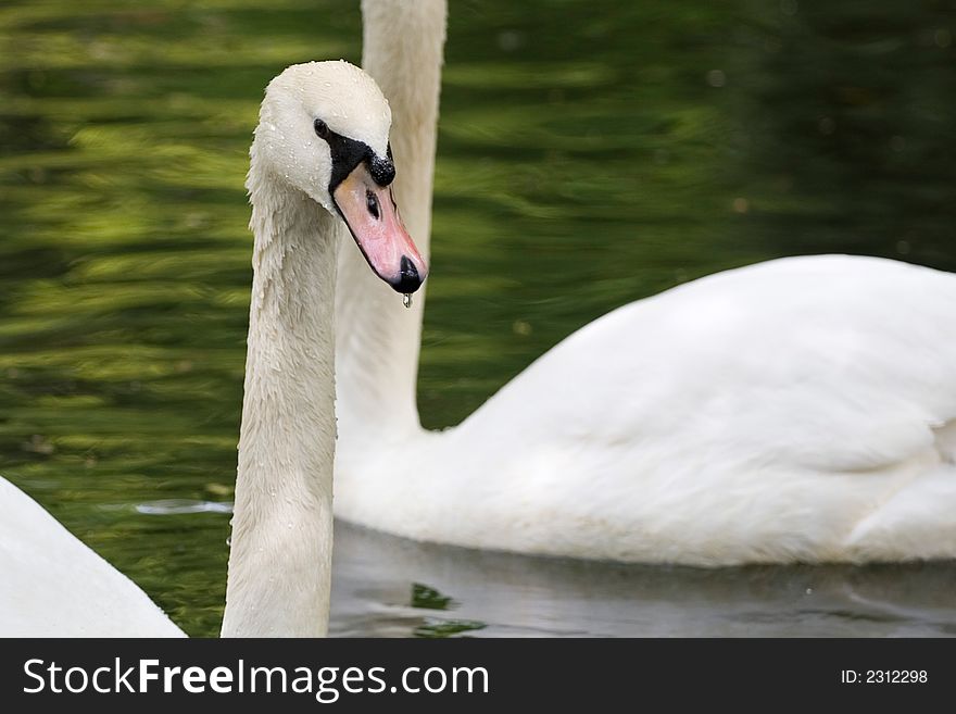 Slim swan head close-up detail