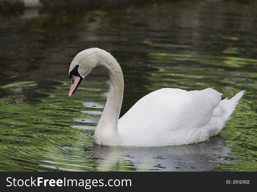 Elegant single white swan on green water lake. Elegant single white swan on green water lake