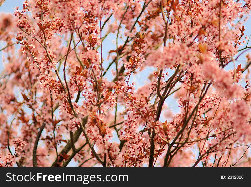 Orange-pink blossom on tree branches in spring, blurry background, horizontal. Orange-pink blossom on tree branches in spring, blurry background, horizontal