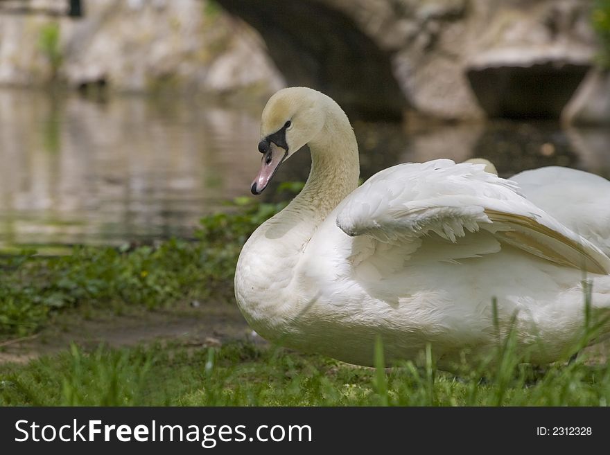 White beautiful swan spreading her wings. White beautiful swan spreading her wings