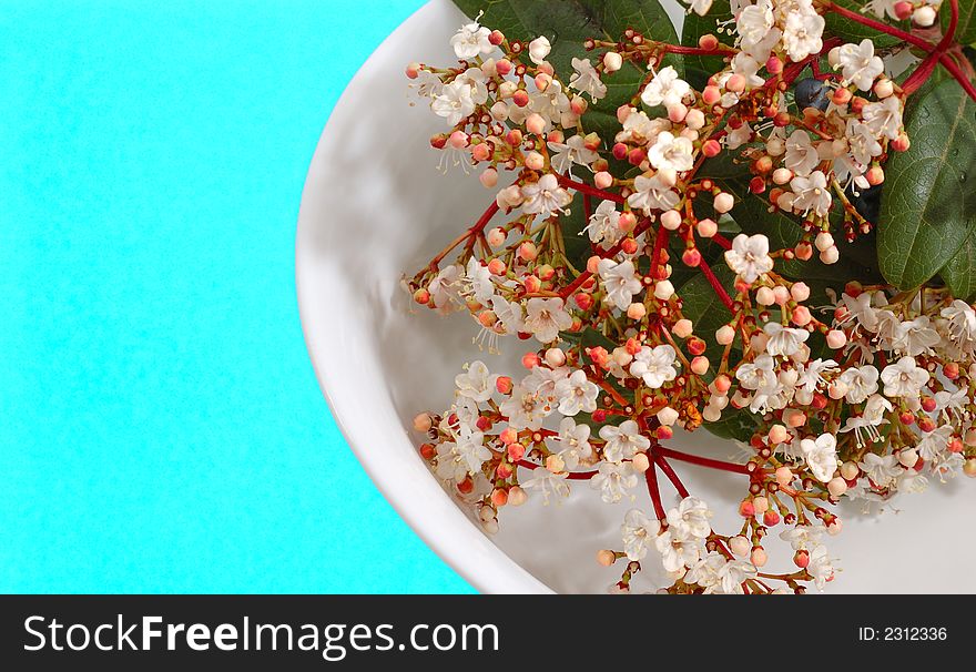 Young small white flowers in a white japanese dish