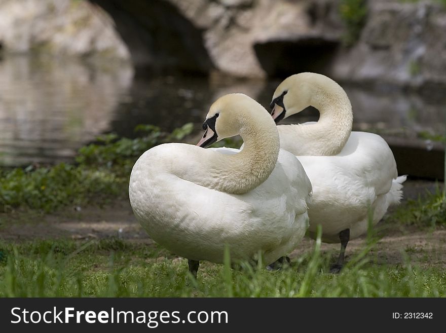 Pure white swan pair close-up